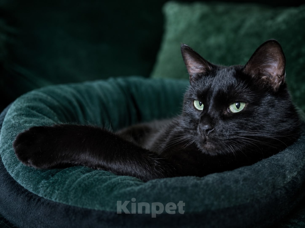 Кошки в Москве: Черный кот Ферми Мальчик, Бесплатно - фото 2