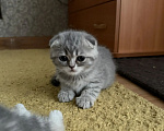 Кошки в Омске: Шотландская короткошерстная(котенок) Разнополые, Бесплатно - фото 1