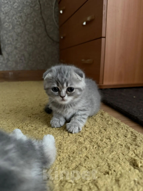 Кошки в Омске: Шотландская короткошерстная(котенок) Разнополые, Бесплатно - фото 1