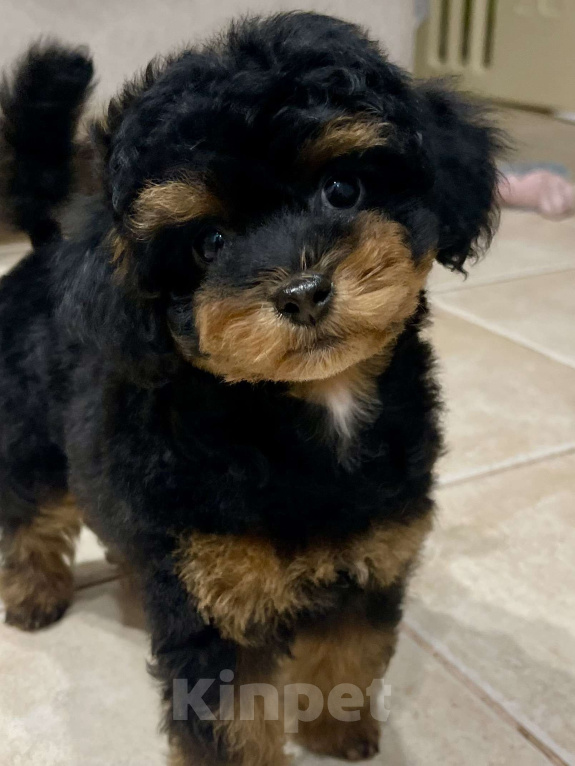 Собаки в Калуге: Той пудель фантом  Девочка, 120 000 руб. - фото 1