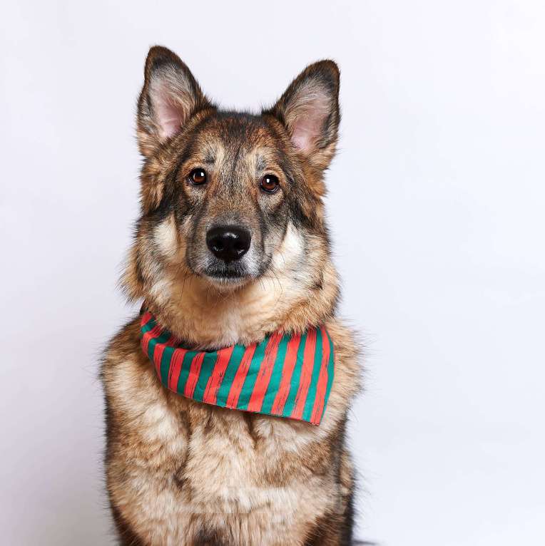 Собаки в Москве: Моника Девочка, Бесплатно - фото 4