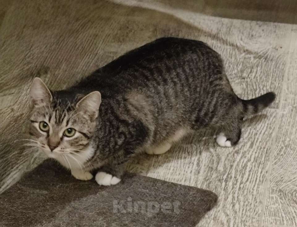 Кошки в Санкт-Петербурге: Котенок девочка Анфиса.  Девочка, Бесплатно - фото 6