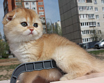 Кошки в Москве: кошечки Девочка, 50 000 руб. - фото 6