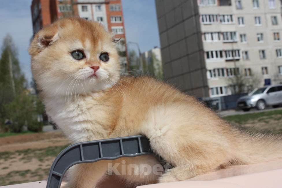 Кошки в Москве: кошечки Девочка, 50 000 руб. - фото 6