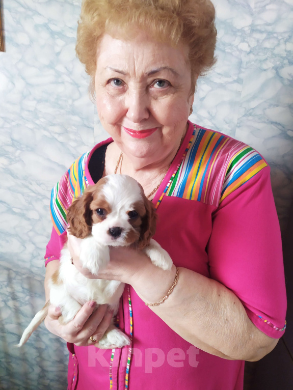 Собаки в Москве: Щенки Кавалер Кинг Чарльз спаниеля Мальчик, 70 000 руб. - фото 2