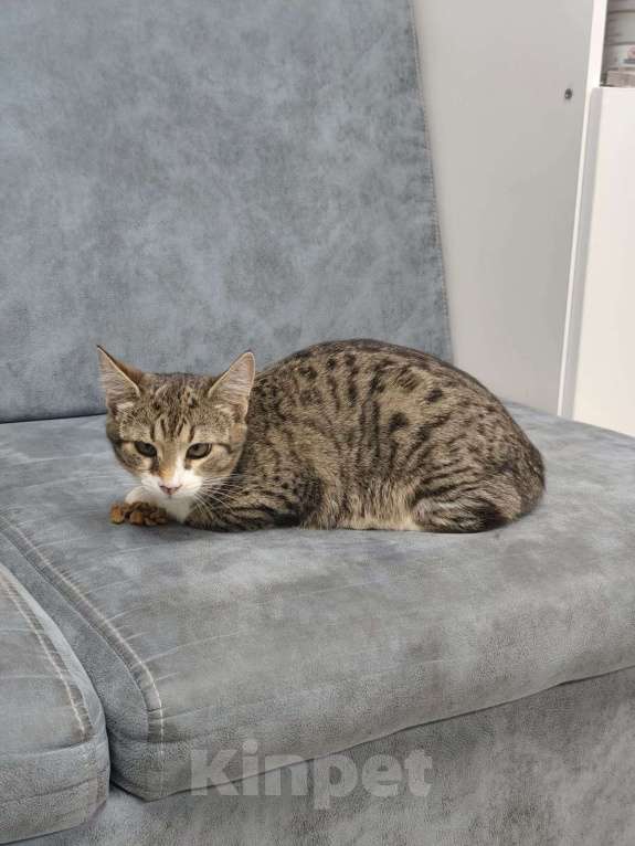 Кошки в Симферополе: Кася хочет на ручки Девочка, Бесплатно - фото 6