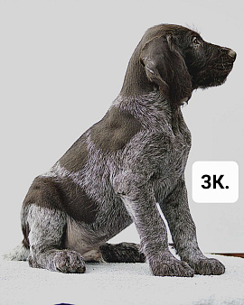 Объявление: Дратхаар щенок кобель, 45 000 руб., Краснодар