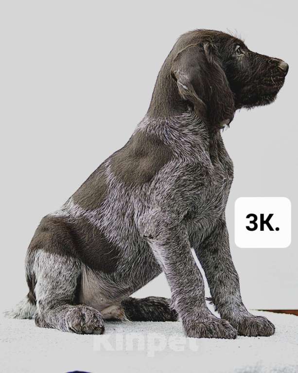 Собаки в Краснодаре: Дратхаар щенок кобель Мальчик, 45 000 руб. - фото 1