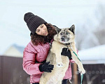 Собаки в Москве: Особенный пес в добрые руки Мальчик, Бесплатно - фото 9
