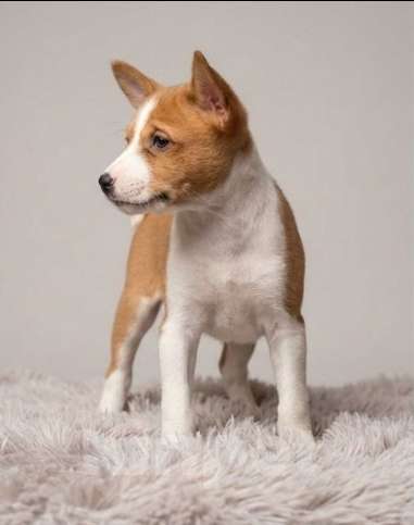 Собаки в Санкт-Петербурге: Щеночки басенджи Девочка, 60 000 руб. - фото 3