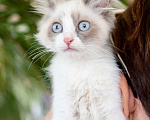 Кошки в Москве: Котёнок Пиксель - голубоглазый красавец в добрые руки  Мальчик, Бесплатно - фото 5