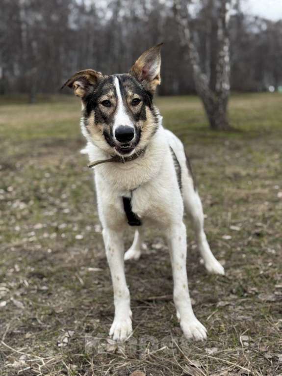 Собаки в Москве: Сильвия Девочка, Бесплатно - фото 4