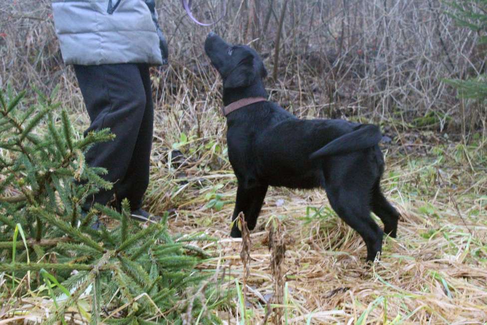 Собаки в Нижнем Новгороде: Подрощенный щенок с документами РКФ Девочка, 35 000 руб. - фото 6