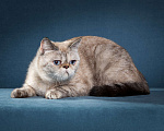 Кошки в Тюмени: Экзотические короткошерстные котята Экзоты Девочка, Бесплатно - фото 2