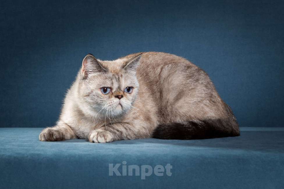 Кошки в Тюмени: Экзотические короткошерстные котята Экзоты Девочка, Бесплатно - фото 2