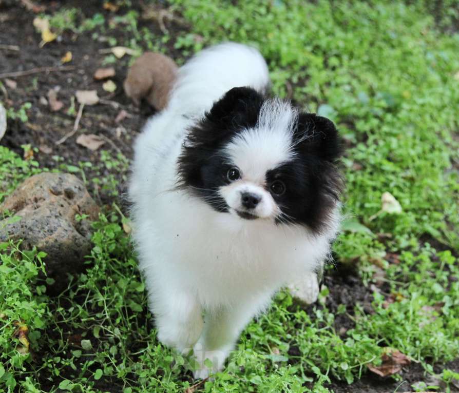 Собаки в Люберцах: Красивый щенок шпица Мальчик, 50 000 руб. - фото 3