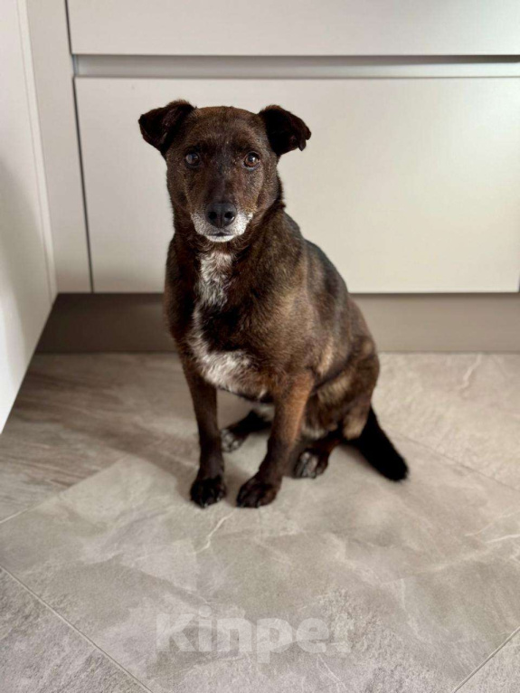 Собаки в Солнечногорске: Домашняя маленькая собачка в поисках дома Девочка, Бесплатно - фото 5