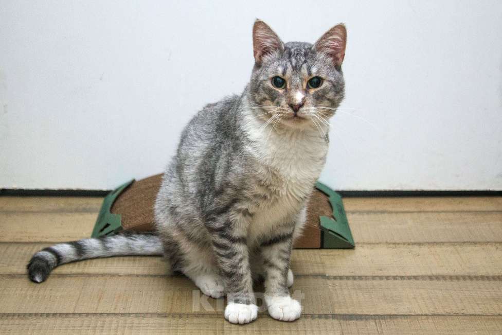 Кошки в Москве:  Ищет дом молодой котик цвета серебра, Сильвер нуждается в семье! Мальчик, Бесплатно - фото 6