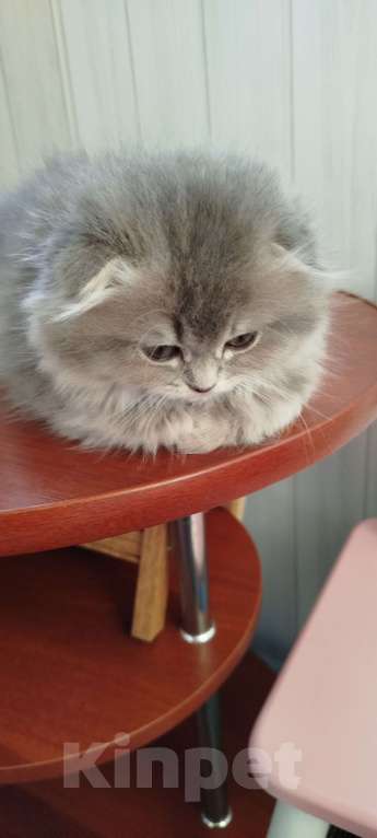 Кошки в Санкт-Петербурге: Шотландская вислоухая девочка Девочка, 20 000 руб. - фото 4