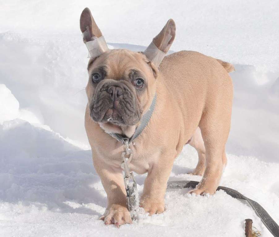 Собаки в Москве: Мальчишка палевоголубой Мальчик, 40 000 руб. - фото 9