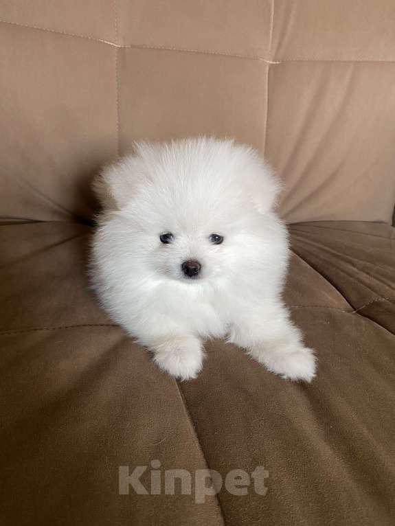 Собаки в Ногинске: Померанский шпиц девочки Девочка, 30 000 руб. - фото 4