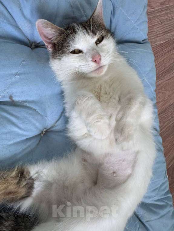 Кошки в Москве: Кошка Лизавета ищет семью Девочка, Бесплатно - фото 2