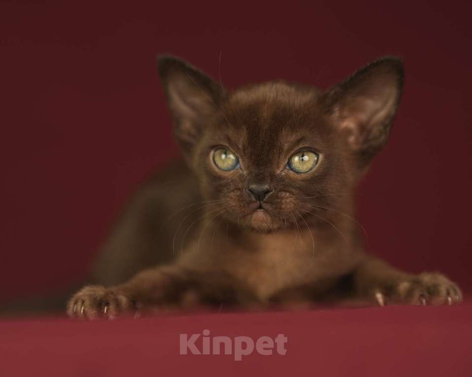 Кошки в Москве: Соболиный бурманский котенок Мальчик, 100 000 руб. - фото 3