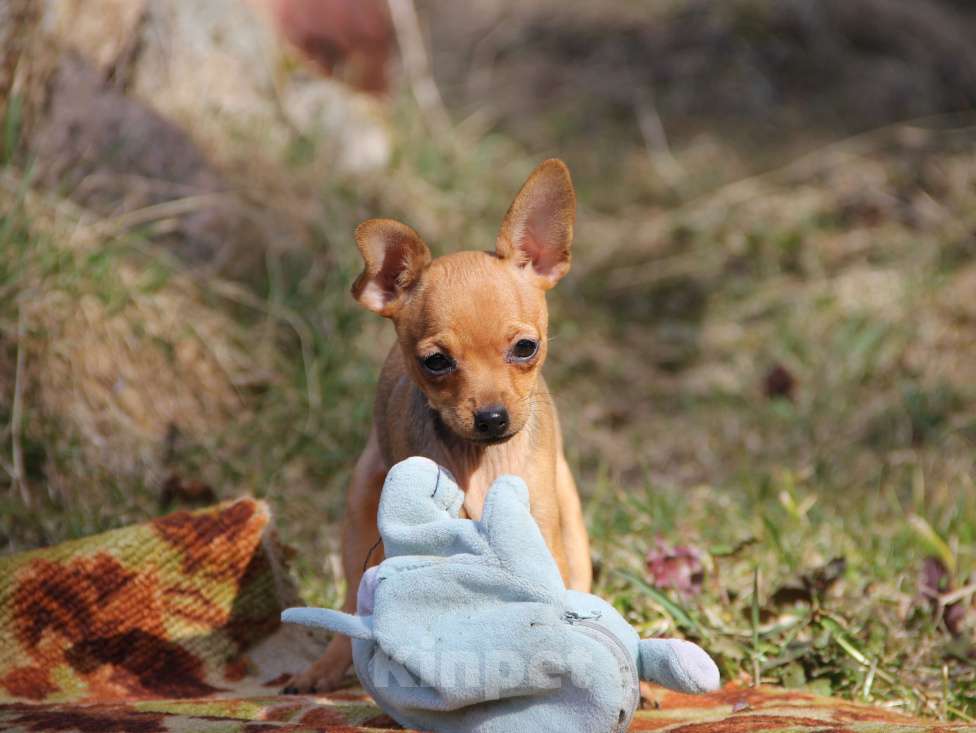 Собаки в Выборге: Щенок русского тоя, г\ш девочка Девочка, 60 000 руб. - фото 1