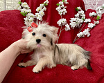 Собаки в Москве: Золотой йорк голддаст мини девочка Девочка, 60 000 руб. - фото 5