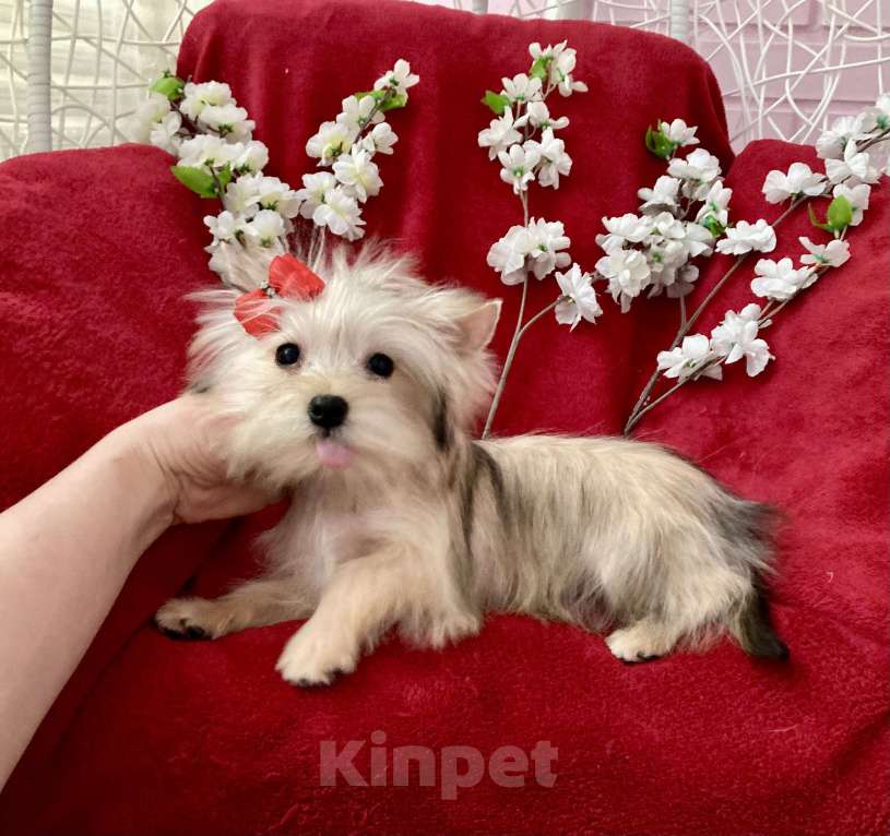 Собаки в Москве: Золотой йорк голддаст мини девочка Девочка, 60 000 руб. - фото 5