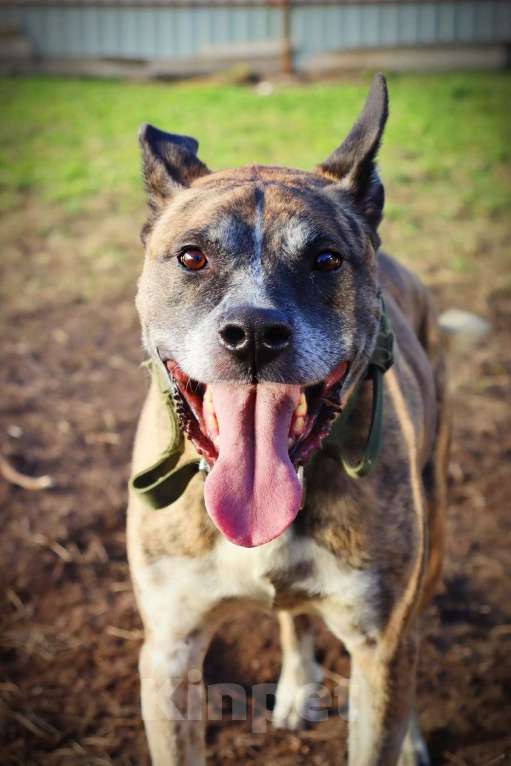 Собаки в Люберцах: Очень нужен дом нежному Баксу Мальчик, Бесплатно - фото 1