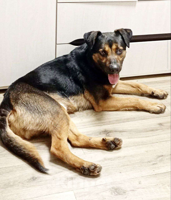 Собаки в Домодедово: Щенок Тим в добрые руки Мальчик, Бесплатно - фото 4