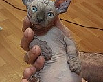 Кошки в Москве: Котенок свинкс Мальчик, 20 000 руб. - фото 4