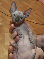 Кошки в Москве: Котенок свинкс Мальчик, 20 000 руб. - фото 4