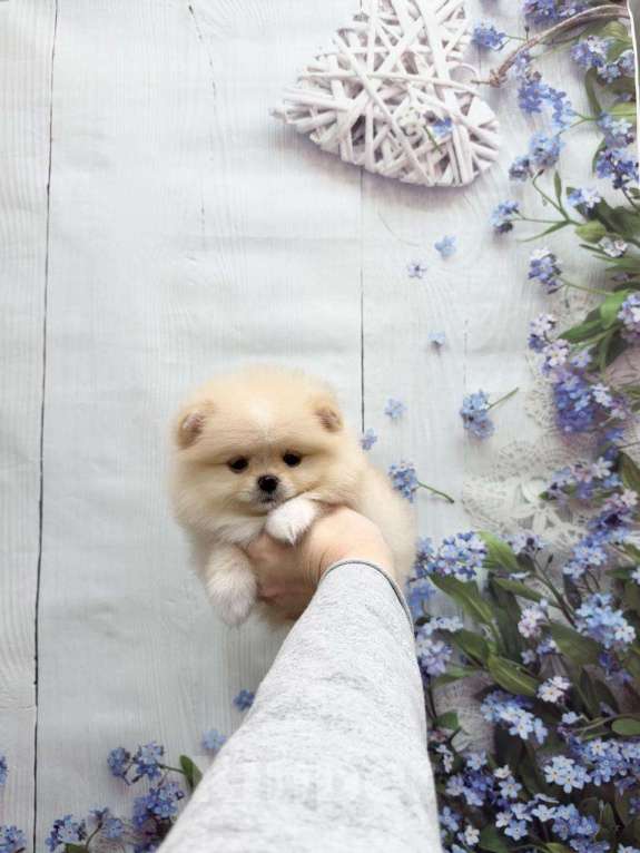 Собаки в Москве: Красивая девочка Девочка, 27 000 руб. - фото 1