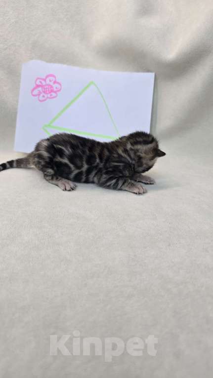 Кошки в Ростове-на-Дону: Бенгальский котенок Девочка, 60 000 руб. - фото 5