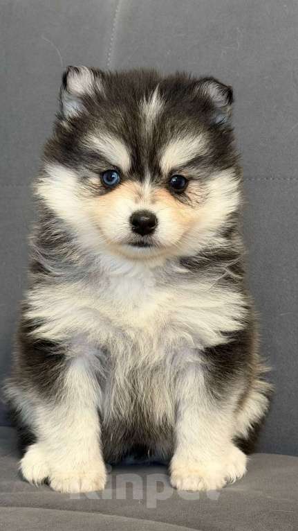 Собаки в Санкт-Петербурге: Девочка помски Девочка, 80 000 руб. - фото 1