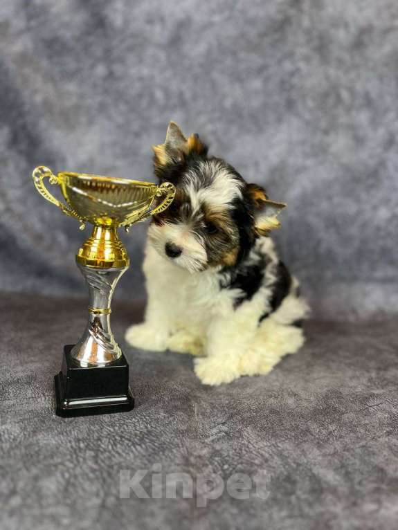 Собаки в Вологде: Очень милый щенок бивер терьера Тайлер (Тай). Перспективный для выставок и разведения.   Мальчик, 90 000 руб. - фото 6