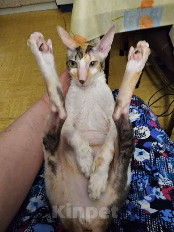 Кошки в Москве: Отдам породистую кошку в добрые заботливые руки Девочка, Бесплатно - фото 4