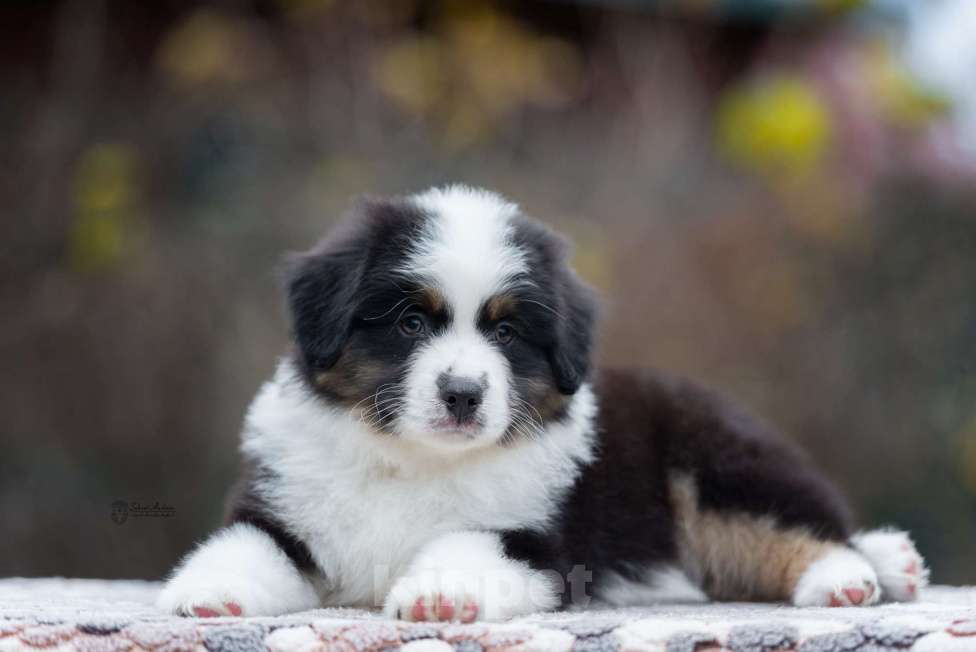 Собаки в Москве: Миниатюрная американская овчарка (мини-аусси) Мальчик, 100 000 руб. - фото 4