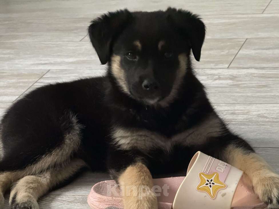 Собаки в Москве: Щенок в добрые руки  Девочка, Бесплатно - фото 3