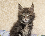Кошки в Москве: Котёнок Мейн-Кун из питомника Девочка Девочка, 55 000 руб. - фото 2