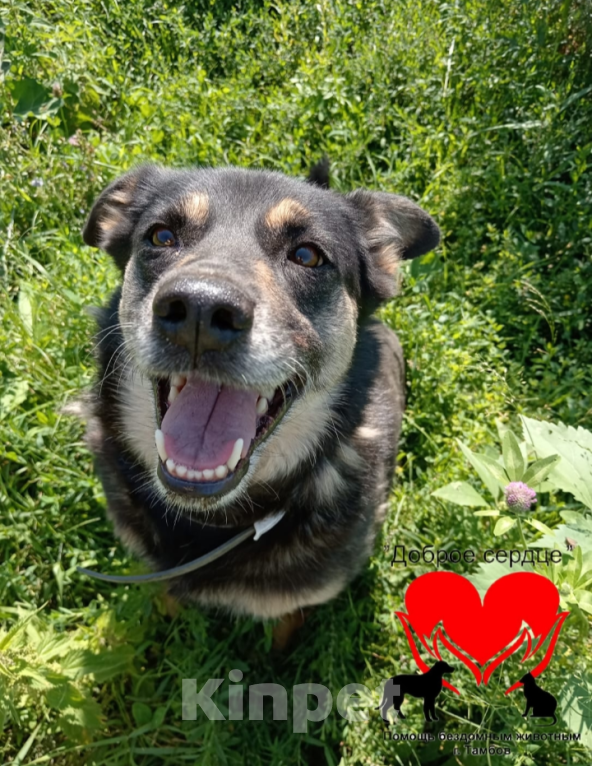 Собаки в Тамбове: Ирма Девочка, Бесплатно - фото 2