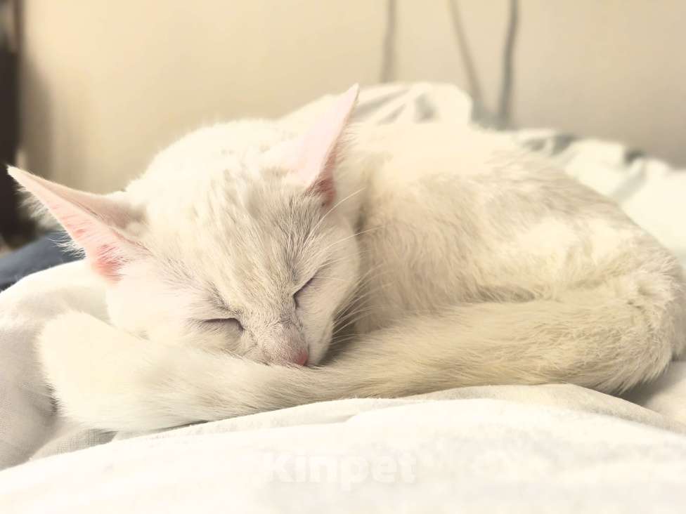 Кошки в других городах Московской области: Пожалуйста заберете в добрые руки  Девочка, Бесплатно - фото 4