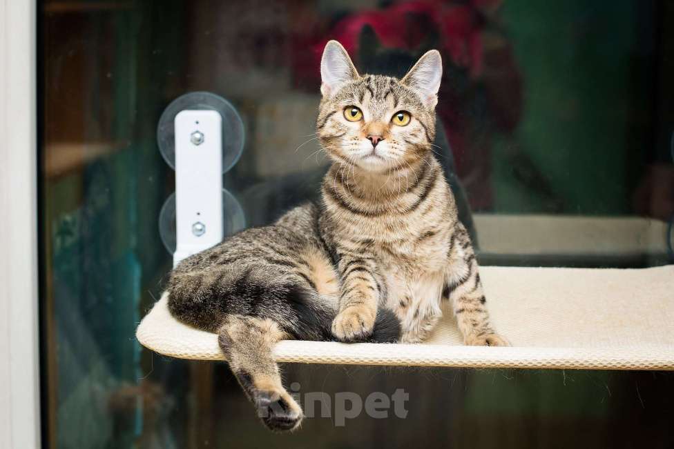 Кошки в Москве: Полосатая молодая серая кошечка-подросток Марфа в дар Девочка, 1 руб. - фото 6