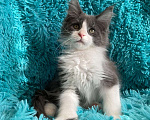 Кошки в Санкт-Петербурге: котик мейн кун Мальчик, 20 000 руб. - фото 1