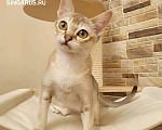 Кошки в Иваново: Сингапурские котята. У нас сейчас есть свободные котята Мальчик, 60 000 руб. - фото 1