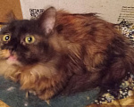Кошки в Москве: Шоколадно-рыжая сибирская малышка Девочка, Бесплатно - фото 3