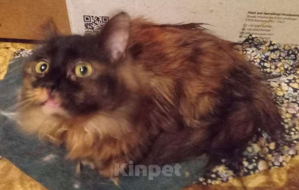 Кошки в Москве: Шоколадно-рыжая сибирская малышка Девочка, Бесплатно - фото 3