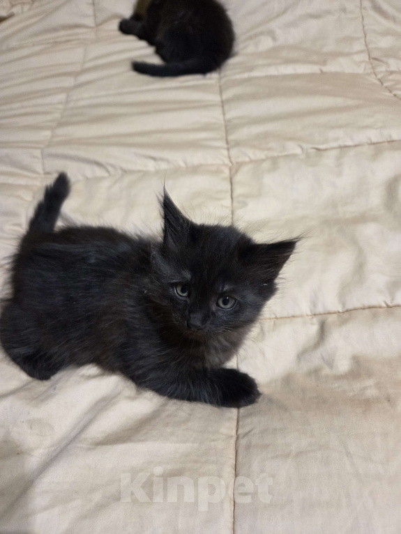 Кошки в Долгопрудном: Милые пушистики ищут любящий дом Мальчик, 500 руб. - фото 1